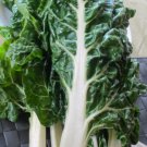 Fordhook Giant Swiss Chard 35 - 2000 Seeds Heat Tolerant Salad Greens Heirloom