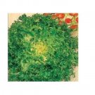 Green Curled Rufflec ENDIVE 200 - 8000 Seeds heirloom delicious tender leaves Green Curled Rufflec ENDIVE 200 - 8000 Seeds heirloom delicious tender leaves