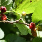 White Mulberry Tree 25 - 400 Seeds (Morus Alba) Sweet Edible fruit शहतूत Non GMO
