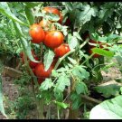 Homestead Tomato 100 Seeds Heirloom Survival Huge Heavy Producer! Slicing