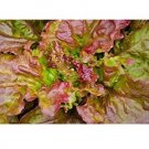 PRIZEHEAD Loose Leaf Lettuce 500 through 5000 seeds Bulk Fast grower 45 days PRIZEHEAD Loose Leaf Lettuce 500 through 5000 seeds Bulk Fast grower 45 days