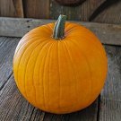 Connecticut Field Pumpkin 100 - 1600 Seeds Heirloom Bulk Non-GMO Bright Orange