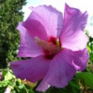 Hibiscus Minerva Rose of Sharon Flower 10 - 200 Seeds Beautiful Pink Shades