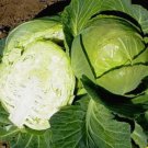 Copenhagen Market Cabbage 200 - 4000 Seeds Early 4-5 lbs grow your own Coleslaw!