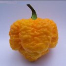 15 seeds Trinidad 7 POD (Pot) Yellow chili Superhot pepper world record rare