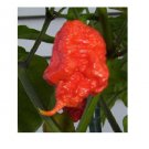 1000 Seeds Trinidad 7 Pod (7 Pot) PRIMO Rare Hottest Pepper World Record EXTREME