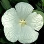 BLUE RIVER II Hardy Hibiscus -- Plant in 4.5" pot