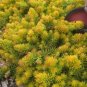 sedum ANGELINA compact yellow drought tolerant 2" pot = 1 Live Potted Plant