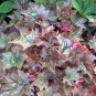 heuchera PALACE PURPLE famous hardy coral bells 2.5" pot = 1 Live Potted Plant