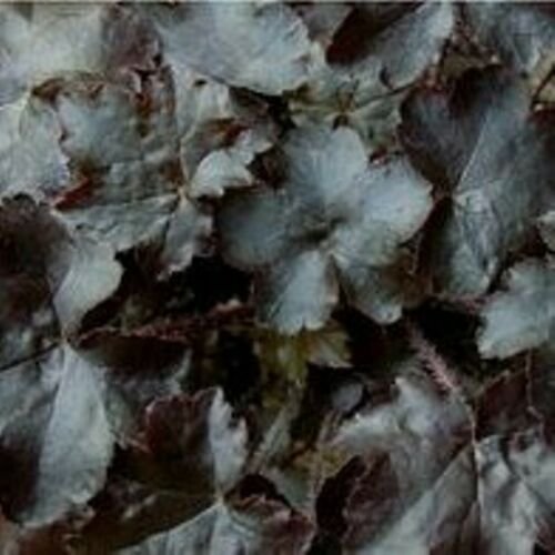 heuchera BLACKOUT black brown compact coral bells 2.5" pot = 1 Live Potted Plant
