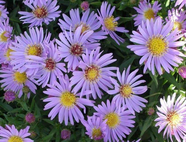 sun aster WOODS BLUE compact short native flowers 2.5" pot = 1 Live Potted Plant
