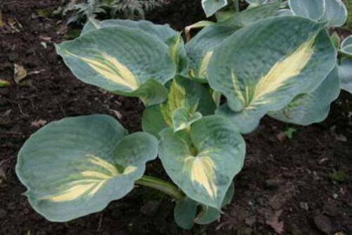 hosta DREAM WEAVER medium thick disease-free 2.5" pot = 1 Live Potted Plant