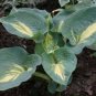 hosta DREAM WEAVER medium thick disease-free 2.5" pot = 1 Live Potted Plant
