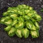 hosta ETCHED GLASS medium new fragrant healthy 2.5" pot = 1 Live Potted Plant