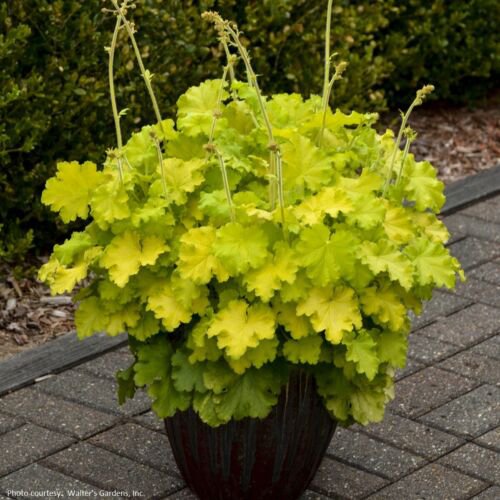 heuchera LEMON LOVE new ruffly yellow coral bells 2.5" pot = 1 Live Potted Plant