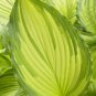 hosta DANCING DARLING medium yellow disease-free 2.5" pot = 1 Live Potted Plant