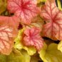 heuchera CHAMPAGNE gold peach unique coral bells 2.5" pot = 1 Live Potted Plant