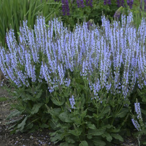 sun salvia CRYSTAL BLUE numerosa meadow sage new 2.5" pot = 1 Live Potted Plant