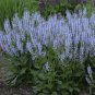 sun salvia CRYSTAL BLUE numerosa meadow sage new 2.5" pot = 1 Live Potted Plant