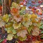 heuchera DOLCE TOFFEE TART amber new coral bells 2.5" pot = 1 Live Potted Plant