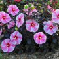 bush hibiscus STARRY STARRY NIGHT flower hardy 2.5" pot = 1 Live Potted Plant