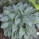 hosta JETSTREAM lovely large blue 2E disease-free 2.5" pot = 1 Live Potted Plant