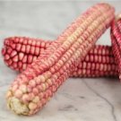 15 PINK GLASS GEM CORN Ornamental & Edible Zea Mays Vegetable Seeds 15 PINK GLASS GEM CORN Ornamental & Edible Zea Mays Vegetable Seeds
