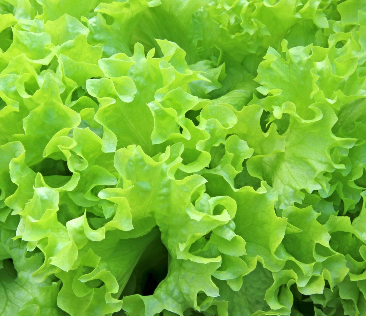 3000 BLACK SEEDED SIMPSON LETTUCE Lactuca Sativa Seeds