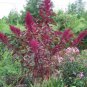 250 PRINCES FEATHER AMARANTHUS Cruentus Flower Seeds