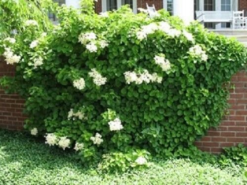 50 CLIMBING HYDRANGEA White Flower Vine Seeds