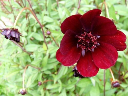 500 RED DWARF PLAINS COREOPSIS Flower Seeds