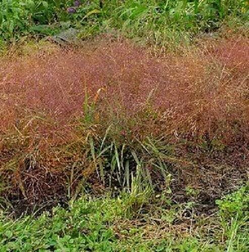 100 RUBY SILK LOVEGRASS Love Grass Eragrostis Tef Seeds