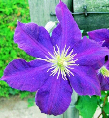25 Purple Clematis Seeds Large Bloom Climbing Perennial Garden Flower