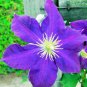 25 Purple Clematis Seeds Large Bloom Climbing Perennial Garden Flower