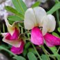 30 GOAT'S RUE Tephrosia Virginiana Flower Grass Legume Ground Cover Seeds