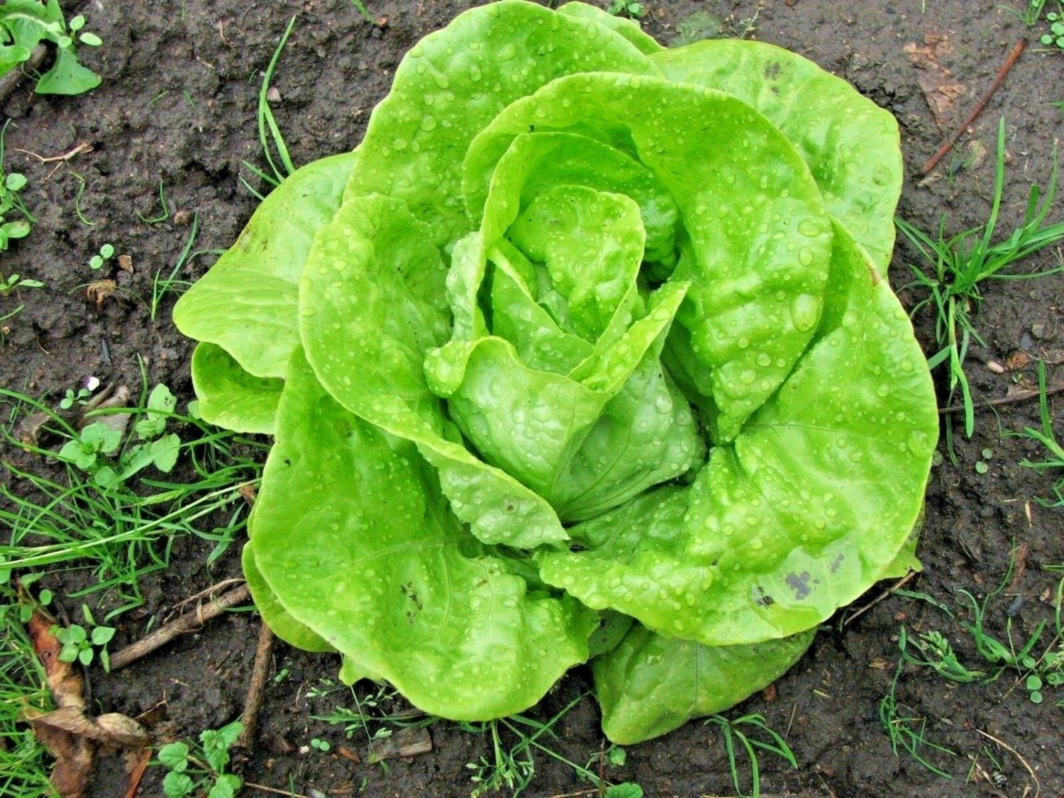 601+TOM THUMB Seeds Leaf Lettuce Organic Non-GMO Garden/Container Spring/Fall