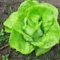 601+TOM THUMB Seeds Leaf Lettuce Organic Non-GMO Garden/Container Spring/Fall