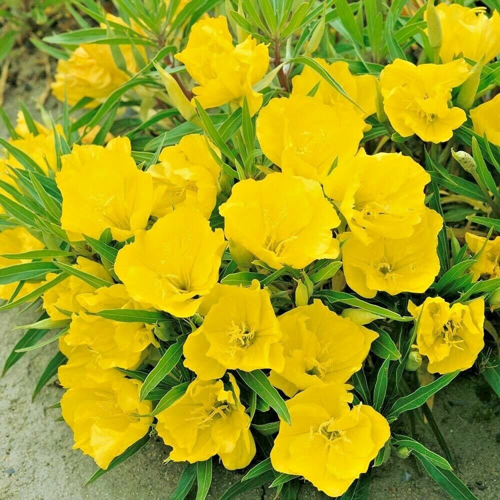 200+(DWARF) MISSOURI EVENING PRIMROSE Flower Seeds Drought Tolerant Groundcover