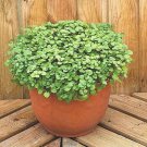 500+WATERCRESS Seeds Organic Non-Gmo SUPERFOOD Spring/Fall Garden/Container