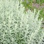 300+PRAIRIE SAGE / WHITE SAGEBRUSH Seeds Native Wildflower Fragrant Smudging