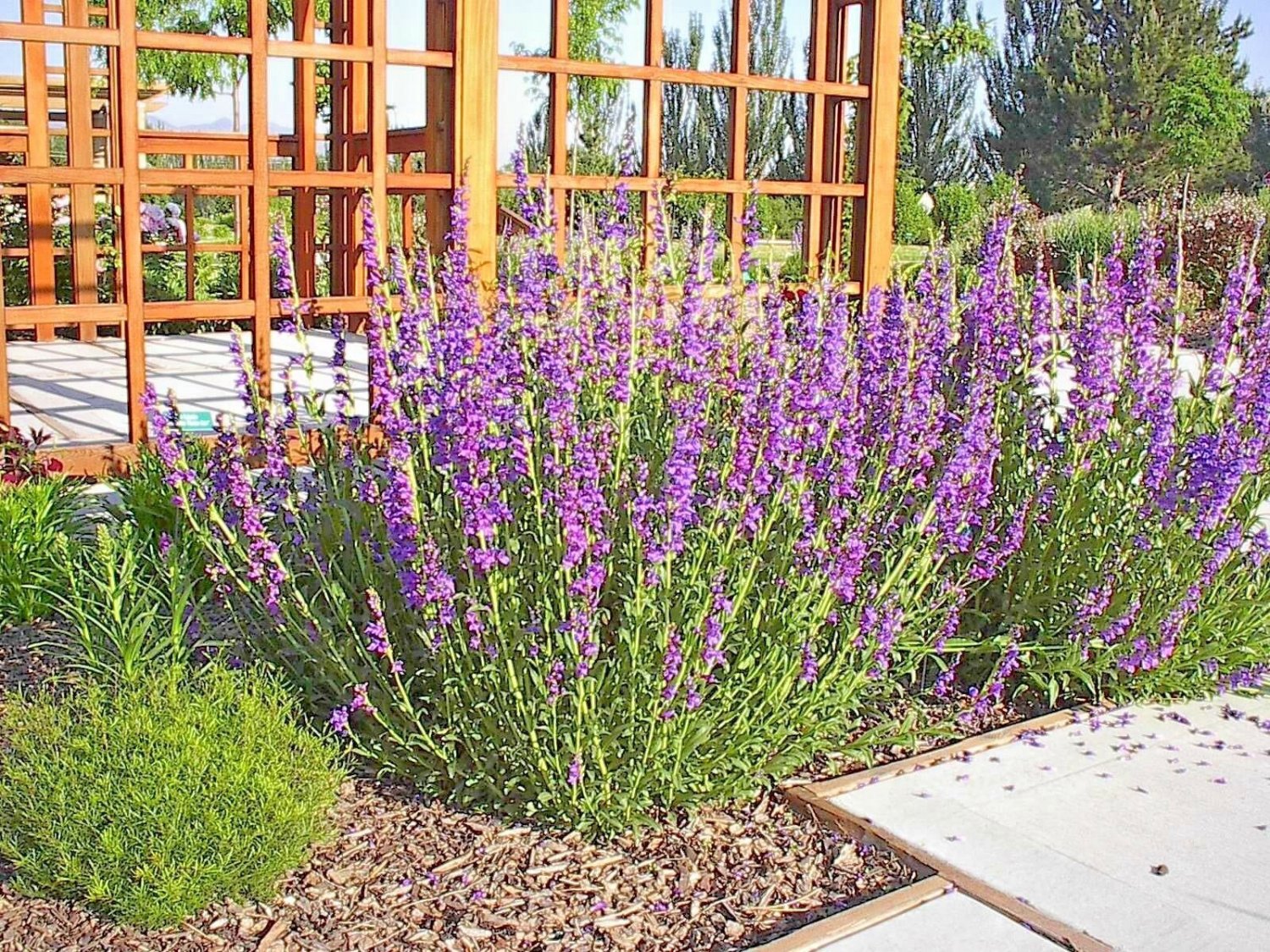 400+ROCKY MOUNTAIN PENSTEMON Seeds Native Wildflower Poor Soils Cut Flowers EASY