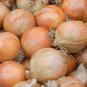 200+MAUI SWEET ONION Seeds Organic Non-GMO Short Day Yellow Granex Spring / Fall