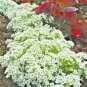 1500+DWARF SWEET ALYSSUM Flower Seeds "CARPET OF SNOW" Groundcover/Containers