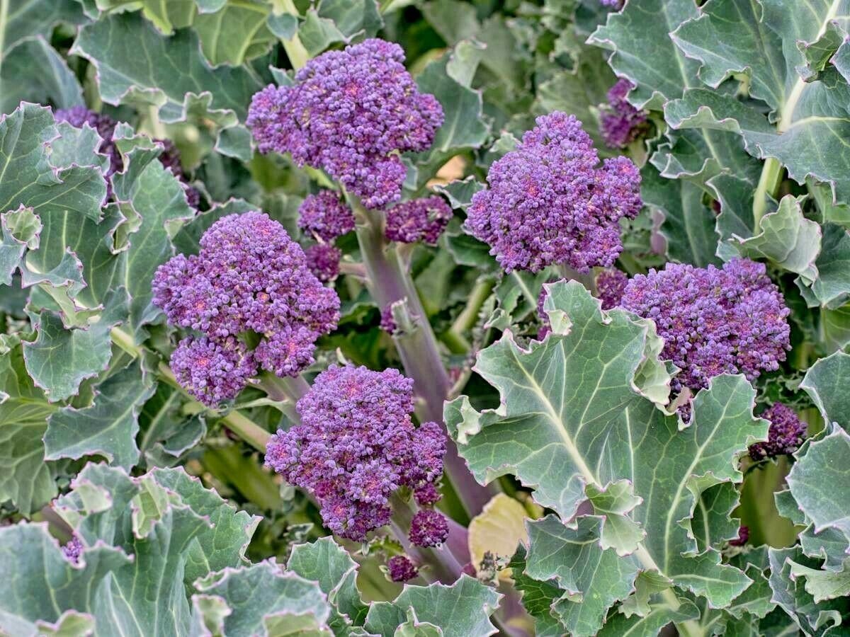 300+PURPLE SPROUTING BROCCOLI Seeds Organic Heirloom Cool Season Open Pollinated