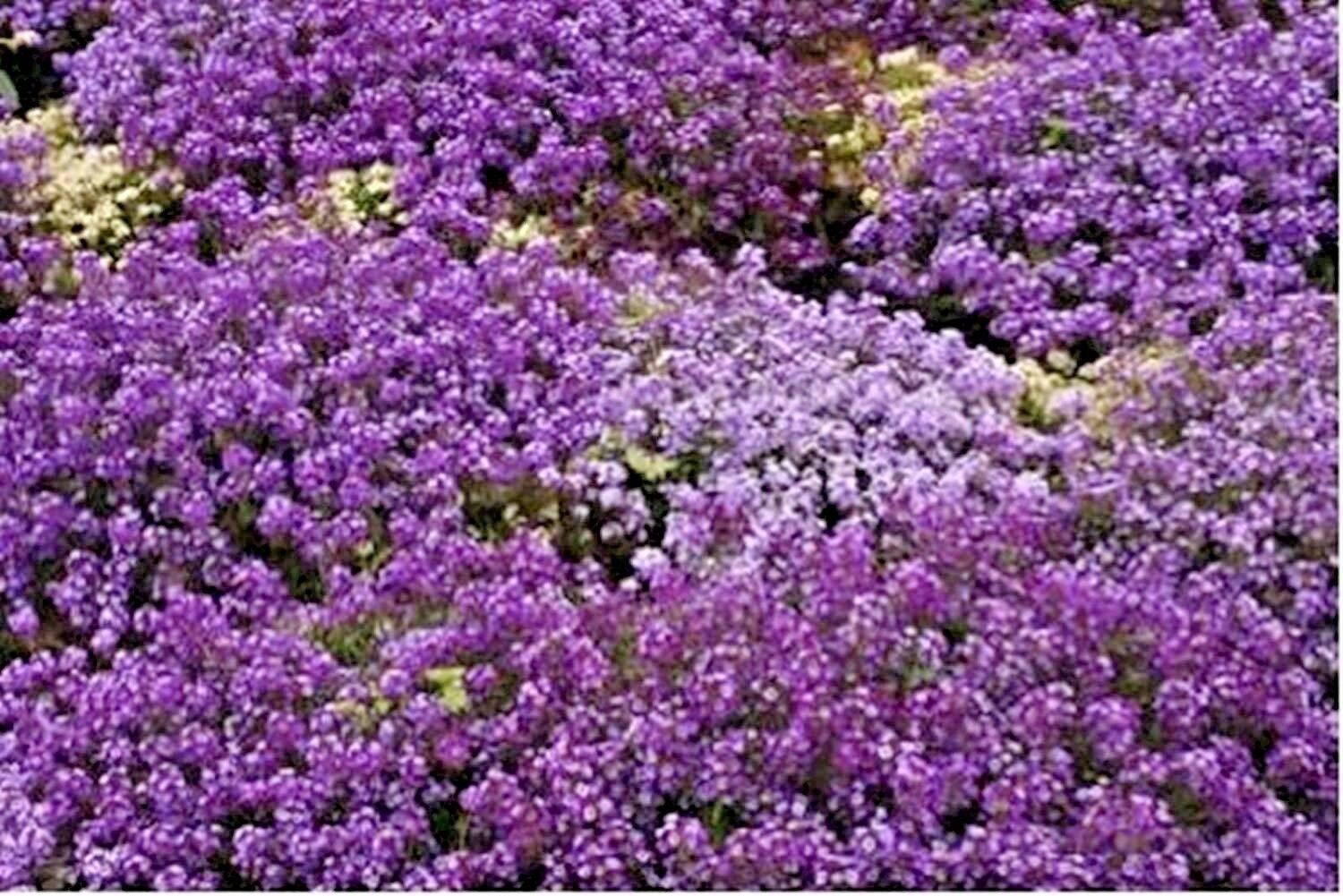 2000+PURPLE DWARF SWEET ALYSSUM Flower Seeds "ROYAL CARPET" Groundcover/Baskets