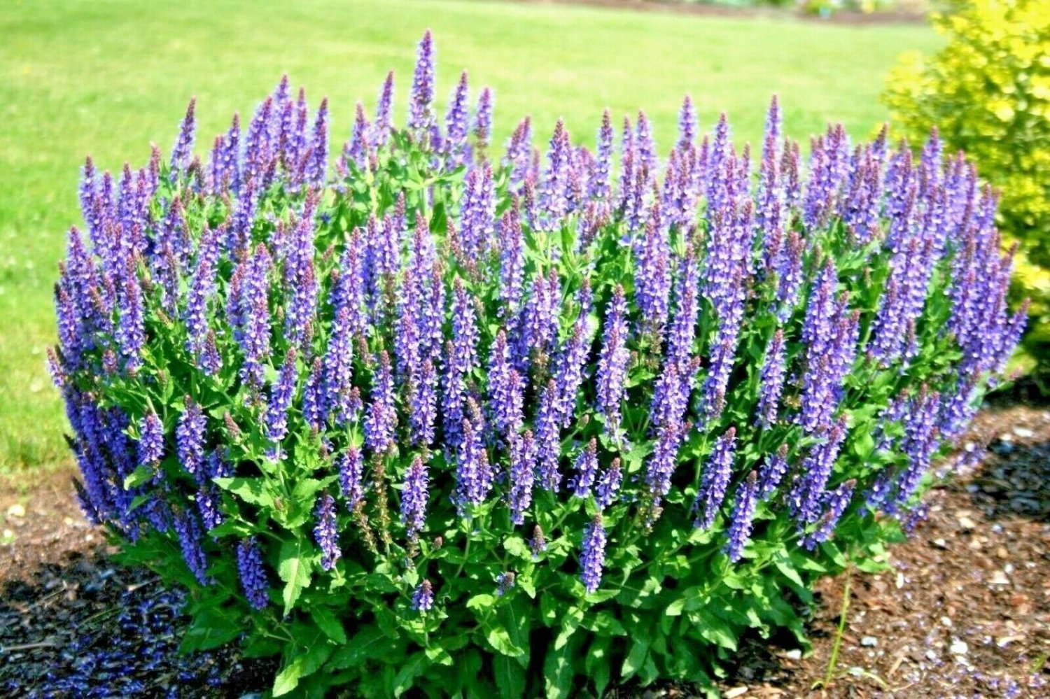 300+BLUE SAGE Seeds Native Wildflower Medicinal Cut/Dried Flowers Garden/Borders