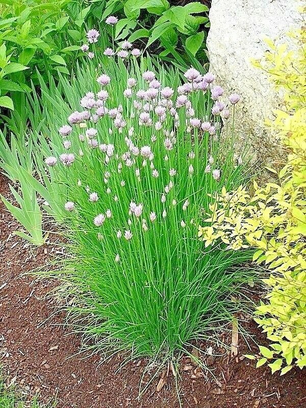 300+CHIVES Seeds Herb NON-GMO Organic Sprouts Spring Fall Garden/Patio Container