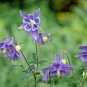 100+DWARF COLUMBINE Seeds European Woodland Wildflower Garden/Patio Containers