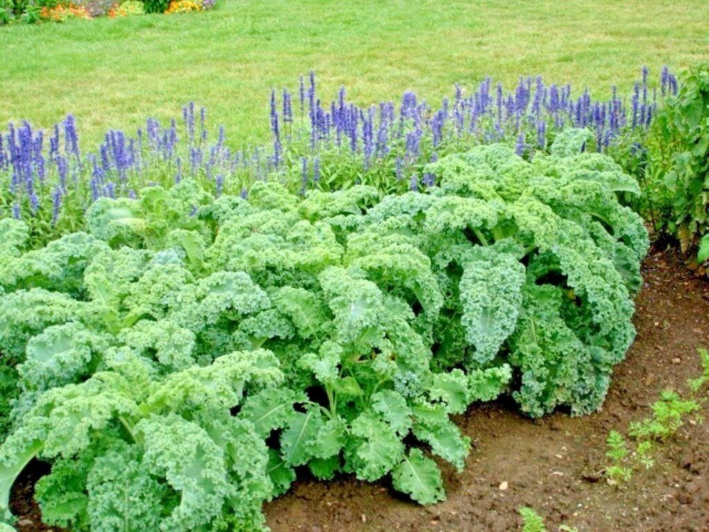 600+VATES BLUE CURLED SCOTCH KALE Seeds Organic Non-GMO Spring/Fall Garden