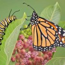 100+COMMON MILKWEED Seeds Monarch Butterflies Bees Native Wildflower Perennial